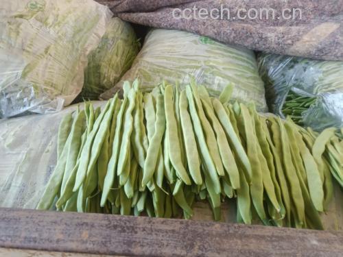 新鲜采摘的白扁豆成串挂在架子上,豆荚饱满、颜色洁白 白扁豆实物图