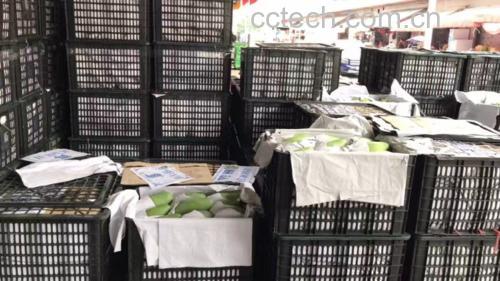 水果市场中顾客正在挑选新鲜的大青芒,摊位上摆放整齐的青芒果堆叠成山 市场选购青芒场景图