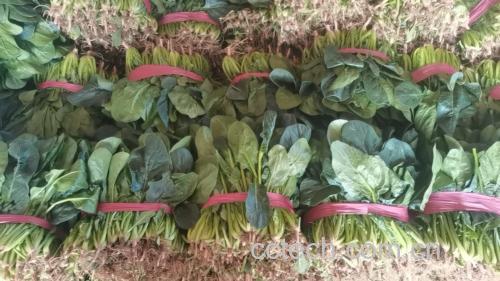 新鲜或干燥的黑玛卡根茎实物展示 黑玛卡实物图