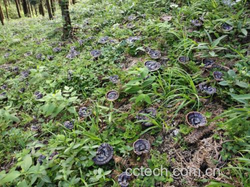 黑玛卡植物原产地展示图