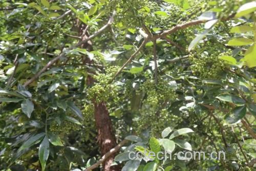 展示胡椒植株及其果实,包括绿胡椒、黑胡椒与白胡椒的对比图 胡椒植株与果实