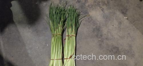 新鲜采摘的红菜苔整齐摆放在竹筐中,颜色鲜红带绿,叶片完整,茎秆挺拔 红菜苔原材料展示