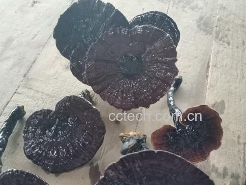 黑芝麻粉与温水混合冲泡的图片 黑芝麻粉与温水混合冲泡的图片