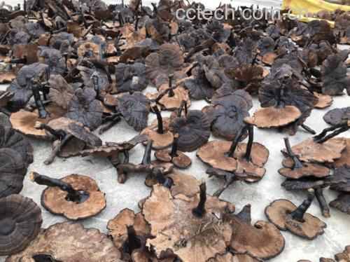 白芝麻与黑芝麻实物对比图,展示两种芝麻的颜色、形态差异 白芝麻与黑芝麻实物对比图