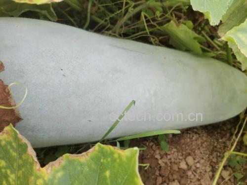 一位穿着防晒衣的农民蹲在瓜田中,正在用手轻轻托起一个成熟的白梨瓜检查成熟度,周围藤蔓茂盛,叶片翠绿,多个白梨瓜半掩于叶下,阳光透过树叶洒落,展现生态种植的真实场景 农民在田间采摘白梨瓜场景