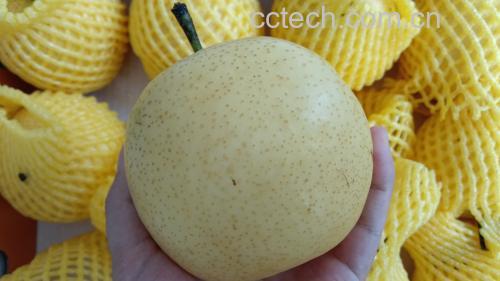 高清微距图:泛黄牛皮纸手写笔记,左侧手绘温度-营养关系曲线图,右侧标注‘65℃-75℃=白梨黄金萃取带’,字迹工整有力 营养师手写笔记特写:A4纸标注“白梨煮制营养曲线图”,横轴为温度(40℃-100℃),纵轴为VC保留率/果胶溶出量,两条曲线在65℃-75℃区间呈显著双峰