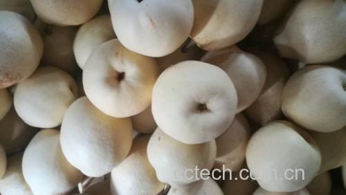 图示展示了不同重量白梨对应的热量值,包括50g、100g、150g和200g的热量对比 白梨的热量图表展示