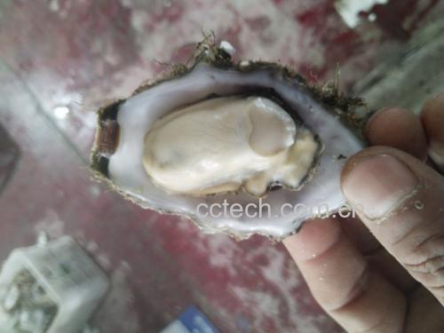新鲜花蛤实物图,展示贝壳张开、肉质饱满的状态 花蛤实物图