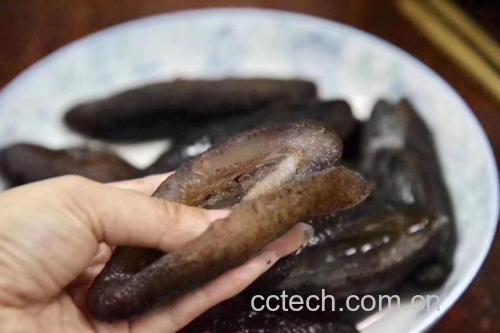 花蛤、海参、鳕鱼对比图,突出不同海鲜的外观特征 海鲜对比图