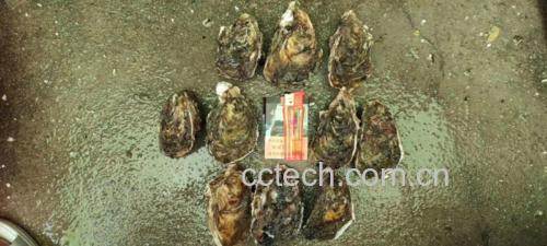 花蛤在清水中吐沙的过程,旁边放有食盐瓶 花蛤吐沙过程