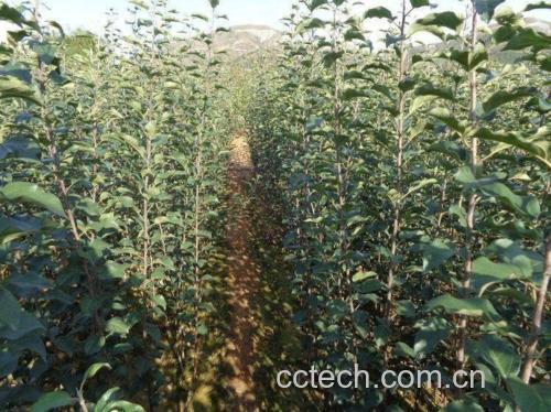 丰水梨种植园实景,展示其生长环境和果实挂枝状态 丰水梨果园实景