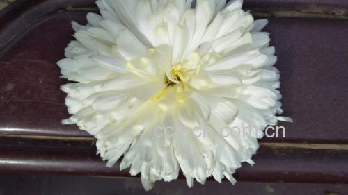 玻璃杯中正在冲泡杭白菊,热水注入后干花缓缓展开,花瓣由蜷缩状态逐渐舒展,恢复成一朵小巧完整的菊花形态,茶汤清澈微带淡黄色,杯子旁边放置一小碟干燥杭白菊花瓣作为对比,背景为简洁中式茶席 杭白菊冲泡过程展示