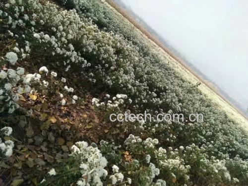 一片种植整齐的杭白菊田地,植株高度约80厘米,茎秆直立,叶片呈羽状深裂,绿色有光泽;顶部开放着白色小花,花朵密集呈伞房状排列,背景为浙江桐乡典型的平原农田环境,天空晴朗,光线柔和 杭白菊植株整体形态