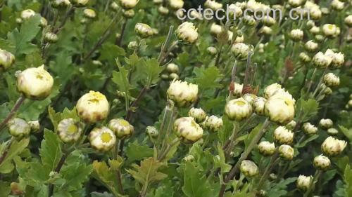 高清微距镜头拍摄的干燥杭白菊胎菊,花蕾呈金黄色,花瓣紧密包裹,表面有细微绒毛,背景为浅色木质桌面,旁边放置不锈钢茶匙以展示尺寸比例 杭白菊胎菊干品特写