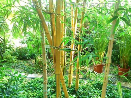 金镶玉竹规范化种植基地航拍图
