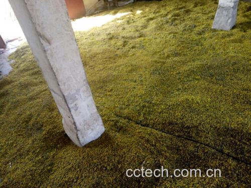 野菊花干品与茶具组合
