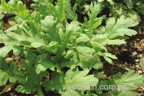 一株生长在山路边的野菊花,清晰展示其羽状深裂的绿色叶片,叶片表面有细小绒毛和腺点,叶缘具不规则锯齿,茎秆直立带紫色条纹,背景为自然林缘环境 野菊花植株特写