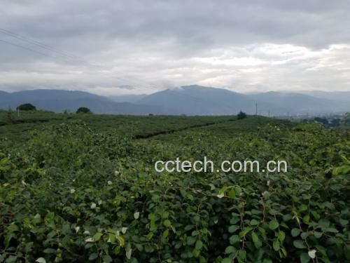 一片阳光充足的长枣种植园,成排的枣树整齐分布,枝头挂满成熟的长枣,果实呈暗红色,部分已自然掉落,农民正在手工采摘,地面铺有洁净布单接果,背景为西北干旱区地貌,体现生态种植环境 长枣种植园