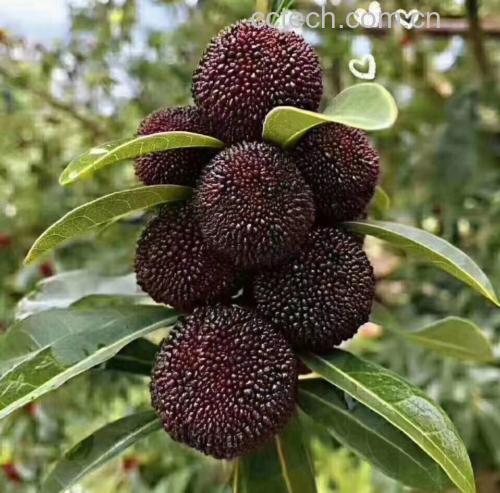 东魁杨梅与荸荠种杨梅实物尺寸对比特写:清晰标尺标注直径,突出东魁单果硕大、圆整、果粉均匀的形态学特征;背景简洁无干扰,符合农产品品质展示规范 东魁杨梅果实尺寸对比图:左侧为单枚东魁杨梅(标尺显示直径3.7cm),右侧并列3颗荸荠种杨梅(每颗直径约2.2cm),背景为白色瓷盘,自然光拍摄,果面紫红泛微霜,果肉饱满无皱缩