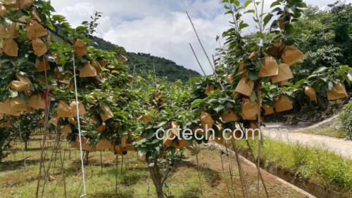 果园中挂果的水晶梨树