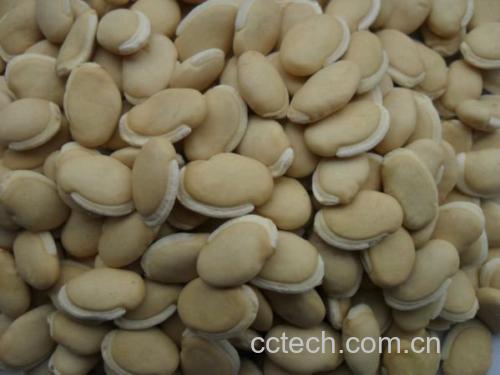 左侧为去壳后的白扁豆,颗粒扁平、色白,大小约为黄豆的1.5倍;右侧为常见黄豆,颗粒浑圆、淡黄色,表面光滑。背景为木制托盘,旁边配有尺子做尺寸参照 白扁豆与黄豆对比图