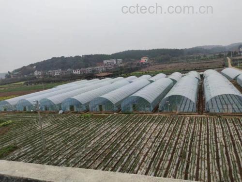 云南红蒜种植地,高山阳光下成熟的大蒜田 云南红蒜种植地