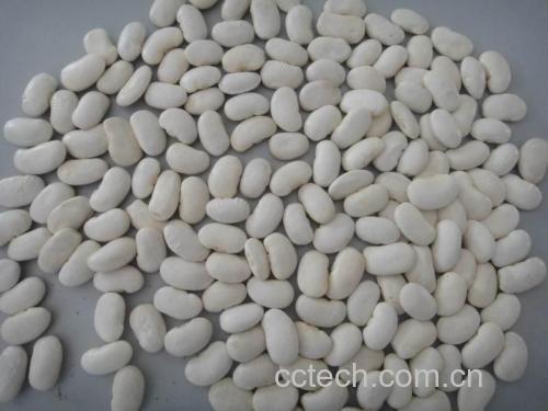 高清拍摄的一盘新鲜白扁豆,展示其洁白饱满的外形和自然光泽 白扁豆特写图