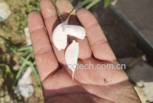 展示一颗完整剥开的紫皮蒜,露出洁白中略带乳黄色的蒜瓣 紫皮蒜剥开后的内部结构