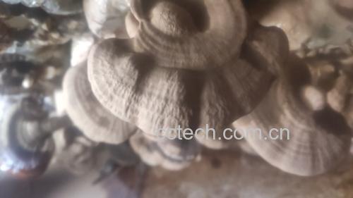 并排高清对比图:左侧为符合NY/T 2382-2013《灵芝菌种》标准的赤灵芝子实体(紫红色光泽菌盖,边缘钝圆,菌柄侧生、色深褐,断面呈浅黄褐色致密质地);右侧为劣质染色灵芝(表面蜡质反光异常,菌盖颜色均匀呆板,断面显灰白疏松结构,标注'></p><p>赤灵芝煮水喝的实用方案需匹配农产品属性:优选<strong>人工仿野生椴木栽培赤灵芝</strong>(非代料袋栽),因其木质素降解更充分,三萜谱系更完整。农业农村部农产品质量监督检验测试中心数据显示:福建武夷山椴木赤灵芝中灵芝酸C2含量达0.32mg/g,是普通代料灵芝的2.1倍。家庭操作要点:取3–5g赤灵芝段(提前用清水快速冲洗表层浮尘,<strong>切忌久泡</strong>以免损失水溶性多糖),冷水下锅,水量500ml,大火烧开转文火保持微沸30分钟,滤渣取汁,药渣可续煎一次(二次煎煮时间20分钟,合并两次药液)。此法所得赤灵芝水呈琥珀色,微苦回甘,冷藏保存不超过24小时。</p> 优质赤灵芝子实体原料对比图