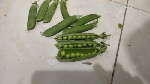一篮新鲜采摘的绿色青豌豆,豆荚饱满完整,表面光滑有光泽,背景为田园厨房环境,自然光线明亮 新鲜青豌豆特写