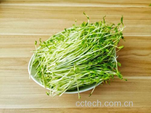 一位孕妇在明亮厨房中清洗并准备切青豌豆,操作台上有新鲜蔬菜和砧板,氛围温馨安全,体现健康饮食生活方式 孕妇烹饪青豌豆场景