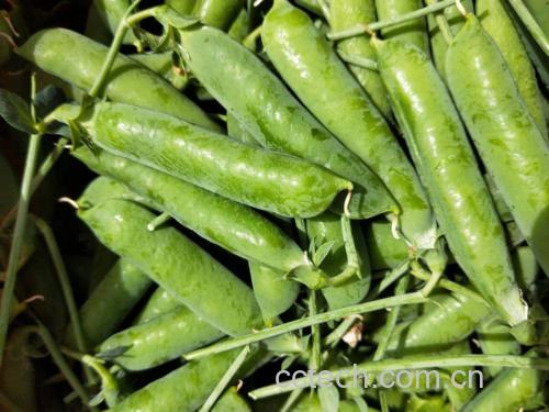 一盘新鲜采摘的翠绿色青豌豆,豆荚饱满、表面光滑有光泽,背景为田园农场环境,阳光柔和,突出食材天然健康属性 青豌豆特写