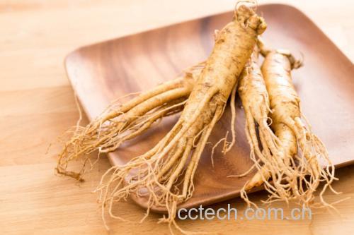 新鲜淡黄色的人参薄片整齐排列在白色陶瓷盘中,表面湿润有光泽,背景为浅木色桌面,旁边放有一把不锈钢镊子,体现干净卫生的处理环境 鲜人参片特写