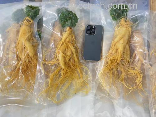 打开的冰箱冷藏室内,一个透明玻璃密封罐内整齐摆放着淡黄色的人参薄片,罐体外壁略有冷凝水珠,旁边放置一小包干燥剂,背景为其他蔬菜分区存放,标签清晰 家庭冰箱中保存鲜人参片的正确方式