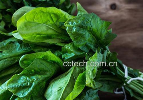 一束新鲜的小叶菠菜,叶片呈深绿色,边缘波浪状,茎部细嫩,表面无明显损伤或腐烂,背景为浅色木质桌面,光线柔和自然 小叶菠菜特写