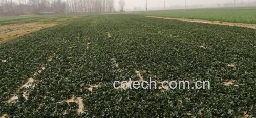 大叶菠菜与小叶菠菜并列对比,展示叶片大小、颜色和质地差异 菠菜对比图