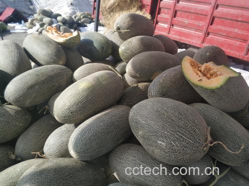 成熟的新鲜伽师瓜被横向切开,露出金黄色至橙黄色的细腻果肉,果肉中心有明显的腔室结构,表面渗出晶莹的汁液,背景为沙质土壤和阳光照射下的瓜田 伽师瓜切开后露出金黄色果肉和丰富汁液