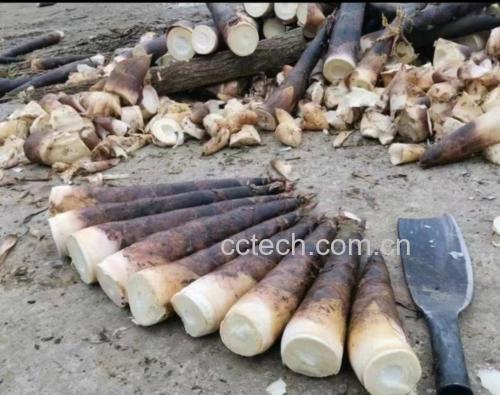 鲜采雷竹笋堆放在竹筐中，笋体饱满带紫褐色笋衣，表面有新鲜露珠，背景为清晨雾气缭绕的雷竹林