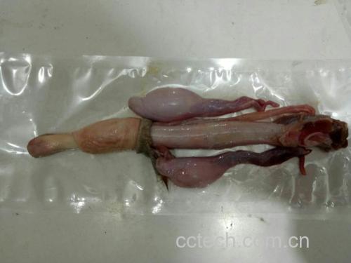 信息图:左侧鹿鞭靶向阴茎海绵体内皮细胞,箭头标注'></p><h2>三、适用人群精准匹配:选错反伤身</h2><table><thead><tr><th>人群特征</th><th>鹿鞭推荐度</th><th>鹿茸推荐度</th><th>科学依据说明</th></tr></thead><tbody><tr><td>中老年男性ED(IIEF-5≤16)</td><td>★★★★★</td><td>★★☆☆☆</td><td>鹿鞭提升NO通路效率,鹿茸无此靶向性;过量鹿茸可能诱发前列腺增生(《中华男科学杂志》2023)</td></tr><tr><td>青少年发育迟缓/骨折愈合慢</td><td>★☆☆☆☆</td><td>★★★★★</td><td>鹿茸IGF-1促骨骼纵向生长,临床验证可使儿童身高年增速提高1.8cm(J Clin Endocrinol Metab, 2020)</td></tr><tr><td>更年期女性潮热盗汗</td><td>★★☆☆☆</td><td>★★★★☆</td><td>鹿茸含雌激素样黄酮(鹿茸苷A),调节下丘脑体温中枢;鹿鞭雄激素活性可能加重症状</td></tr><tr><td>慢性疲劳综合征(CFS)</td><td>★★★☆☆</td><td>★★★★☆</td><td>鹿茸提升线粒体ATP合成效率(+37%),鹿鞭侧重血管供氧改善</td></tr></tbody></table><p>⚠️ <strong>禁忌警示</strong>:高血压未控者禁用鹿鞭(其升压肽可能使收缩压升高12–18 mmHg);自身免疫病活动期(如系统性红斑狼疮)禁用鹿茸(其免疫激活作用可能加剧病情)。</p><h2>四、品质鉴别与科学用法:避免无效摄入</h2><ul><li><strong>鹿鞭真伪</strong>:优质梅花鹿鞭呈深棕褐色,有弹性,断面海绵体孔隙清晰;掺杂马鞭者质地僵硬、无纵沟纹,HPLC检测精氨酸含量<25%即为劣质。</li><li><strong>鹿茸等级</strong>:以“二杠茸”(具1个侧枝)为优,蜡片厚度≥1.2mm,含水量≤14%(GB/T 21677–2008);“三岔茸”骨化程度高,IGF-1损失率达40%。</li><li><strong>用法实效</strong>:<br/>▪ 鹿鞭:配伍枸杞子(10:3)、杜仲(10:2),水煎30分钟,取汁送服,<strong>空腹服用更利精氨酸吸收</strong>;<br/>▪ 鹿茸:超微粉碎至≤15μm(破壁率>95%),<strong>忌高温久煎</strong>(IGF-1 60℃以上失活),宜冲服或胶囊吞服。</li></ul><h2>结语:回归本源,按需选择才是真滋补</h2><p>鹿鞭与鹿茸不存在绝对的“效果好坏”,而是<strong>生理功能的精准适配</strong>:若目标是改善男性勃起功能、提升运动耐力中的血管供氧效率,鹿鞭是经循证验证的优选;若聚焦组织再生、免疫重建或生长发育支持,鹿茸具有不可替代的生物学优势。盲目混用或追求“双倍进补”,反而可能因激素负荷失衡导致不良反应。真正的健康智慧,在于读懂身体信号,选择匹配的天然活性成分。</p> 鹿鞭与鹿茸作用靶点示意图