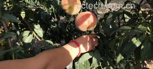 一位农民在果园中手持一颗红润饱满的中华寿桃,背景为成片挂果的桃树,阳光洒在果实上,突出其光泽感和硕大外形 挑选新鲜中华寿桃