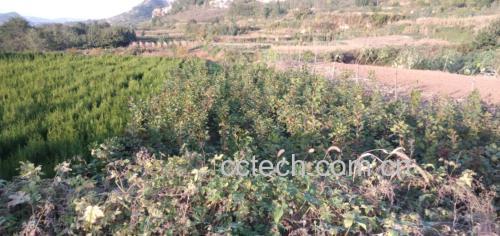 一块立于山路边的警示牌,红底白字写着‘危险!侧柏果有毒,请勿采摘食用’,下方配有侧柏果线描图与禁止符号,背景为森林步道,提示公众注意野外植物安全 野生植物采集警示标识牌