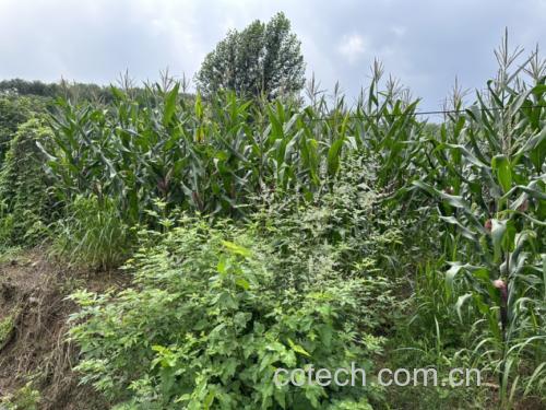 一片阳光照耀下的糯玉米田,绿色叶片舒展,部分植株已抽穗吐丝,近景聚焦一根正在发育中的玉米棒,包裹在绿色苞叶内,顶部露出淡褐色丝状花柱,展现从田间到餐桌的源头品质 农田中正在生长的糯玉米植株特写
