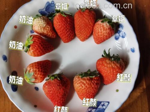 左侧为奶油草莓(章姬),果实呈浅粉色、圆锥形、尖端稍弯;右侧为红颜草莓,果实深红色、近圆形;两者并列摆放于白色瓷盘中,背景为自然光线下的厨房台面,旁边配有糖度计显示数值分别为10.8 Brix(奶油草莓)和8.5 Brix(红颜草莓) 奶油草莓与普通红颜草莓对比图