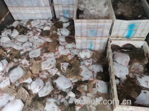 多宝鱼在水产市场的陈列状态,展示其常见销售形态,鱼身覆盖冰层,体现保鲜方式 多宝鱼成鱼在水产市场摆放的场景,鱼体呈扁平状,银灰色带斑点,整齐排列在冰块上,背景为海鲜摊位环境