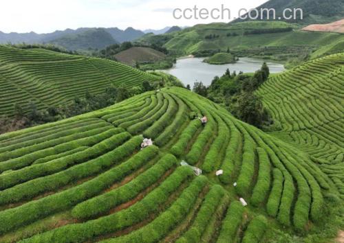 无人机航拍视角下的九曲红梅生态茶园,位于杭州西湖西南山区,茶园依山而建,梯田式分布,清晨薄雾缭绕,茶农正在手工采摘嫩芽,周围植被茂密,生态环境优良 九曲红梅茶园实景航拍
