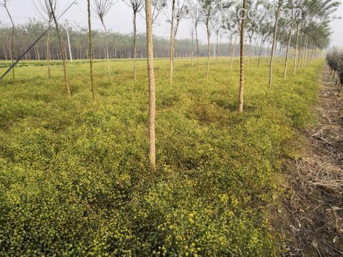 航拍视角下的北柴胡规范化种植基地,位于北方丘陵地带,土壤疏松,植株排列整齐,绿色叶片随风摇曳,远处有农民正在进行田间管理,展现生态农业与中药材GAP种植理念 北柴胡种植基地航拍图