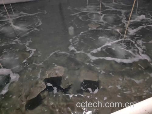 一个现代化的多宝鱼养殖场内景,清澈的圆形养殖池中有多条银白色背部、扁平体型的多宝鱼正在游动,水面有轻微气泡翻涌,背景可见养殖人员穿着工作服进行日常巡检,体现规范化养殖环境 多宝鱼在透明养殖池中游动的场景