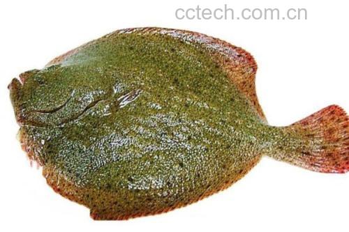 一条新鲜多宝鱼被掀开鳃盖,露出鲜红色、湿润且结构完整的鱼鳃,周围无明显黏液,背景为干净的白色操作台 鱼鳃特写