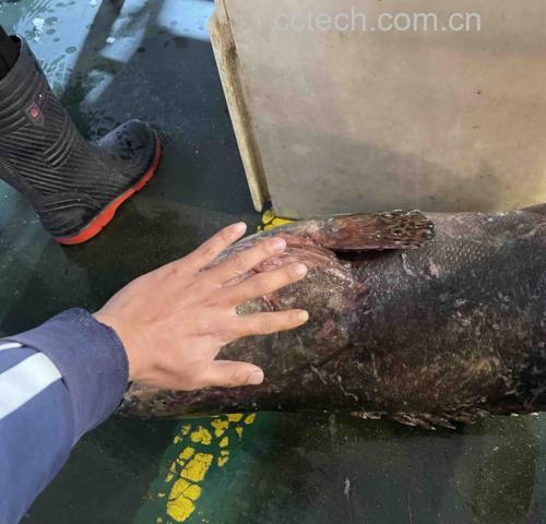 一位消费者正在海鲜摊位前弯腰仔细检查一条平放的多宝鱼,手轻触鱼眼和鱼身,背景可见其他陈列的海产品和冷藏展示柜 市场挑选场景