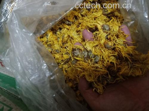信息图表设计:中央为茶杯图标,左侧绿色区块列'></p> 野菊花蒲公英茶饮适用人群与禁忌信息图